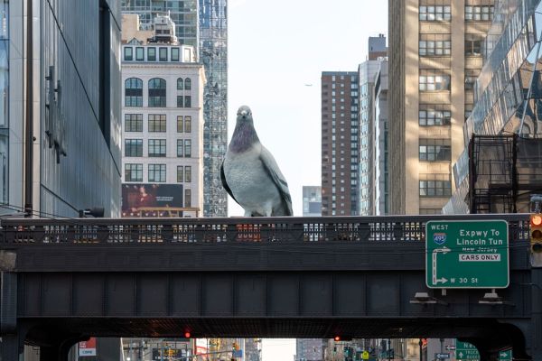 Un pigeon géant s'invite sur la High Line de New York !